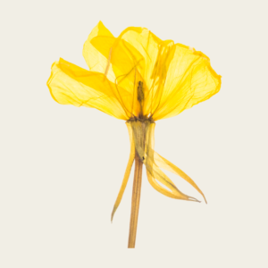 Purpose Statement Yellow Flower Icon