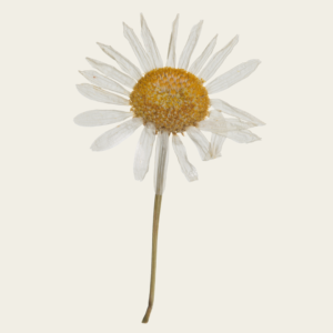 Responsive Relationships White Flower Icon