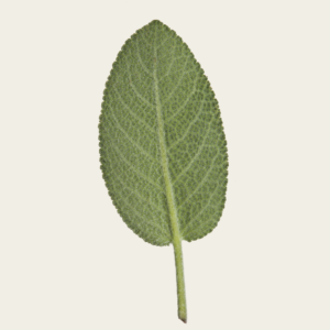 Green leaf icon for Pedagogical Documentation